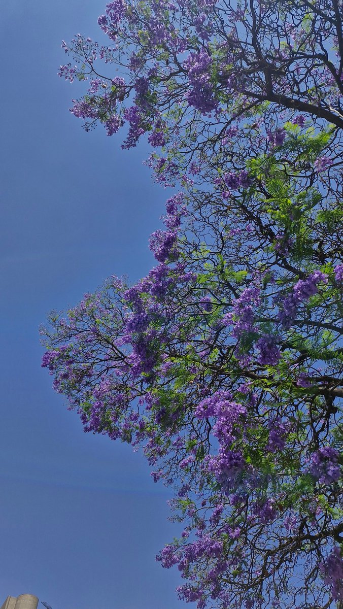 Ruth9402's tweet photo. Caminar bajo las jacarandas es tocar el cielo en la tierra 🌸

Tomada  en:
📍Av. P.º de la Reforma, Polanco, Polanco V Secc, Miguel Hidalgo, 11100 Ciudad de México, CDMX

#JacarandaAzteca @MLMSalinas @RicardoBSalinas @JorgeNikaidoB

#CDMX #PrimaveraCDMX #Jacaranda https://t.co/7osIqtDJKH