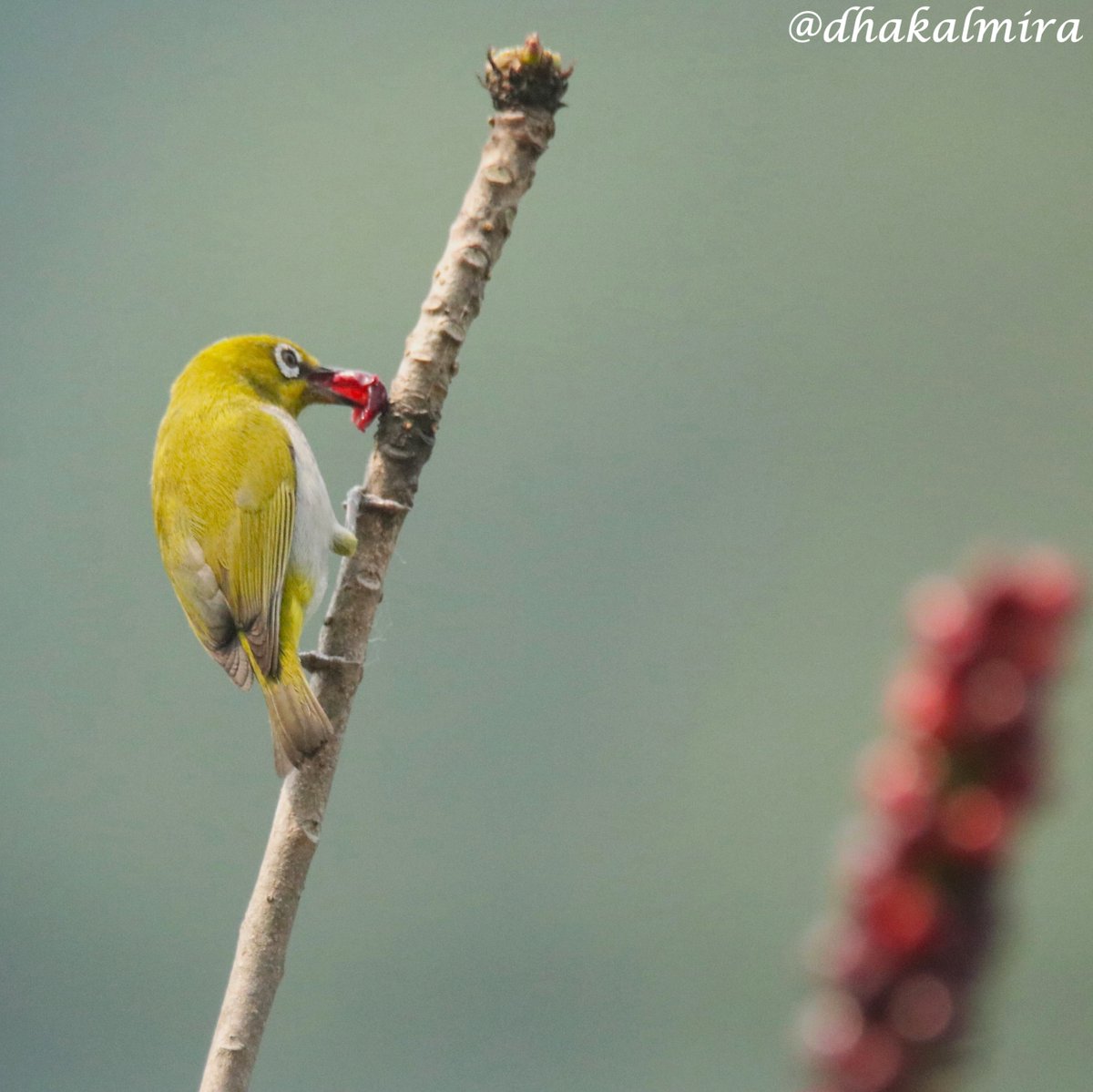 dhakalmira's tweet photo. #OrientalWhiteEye #thejoyofsmallthings #ChroniclesOfNatureLover #BirdsOfPokhara #BirdsOfNepal #Birdwatching #Birding https://t.co/o6IPSEspvw