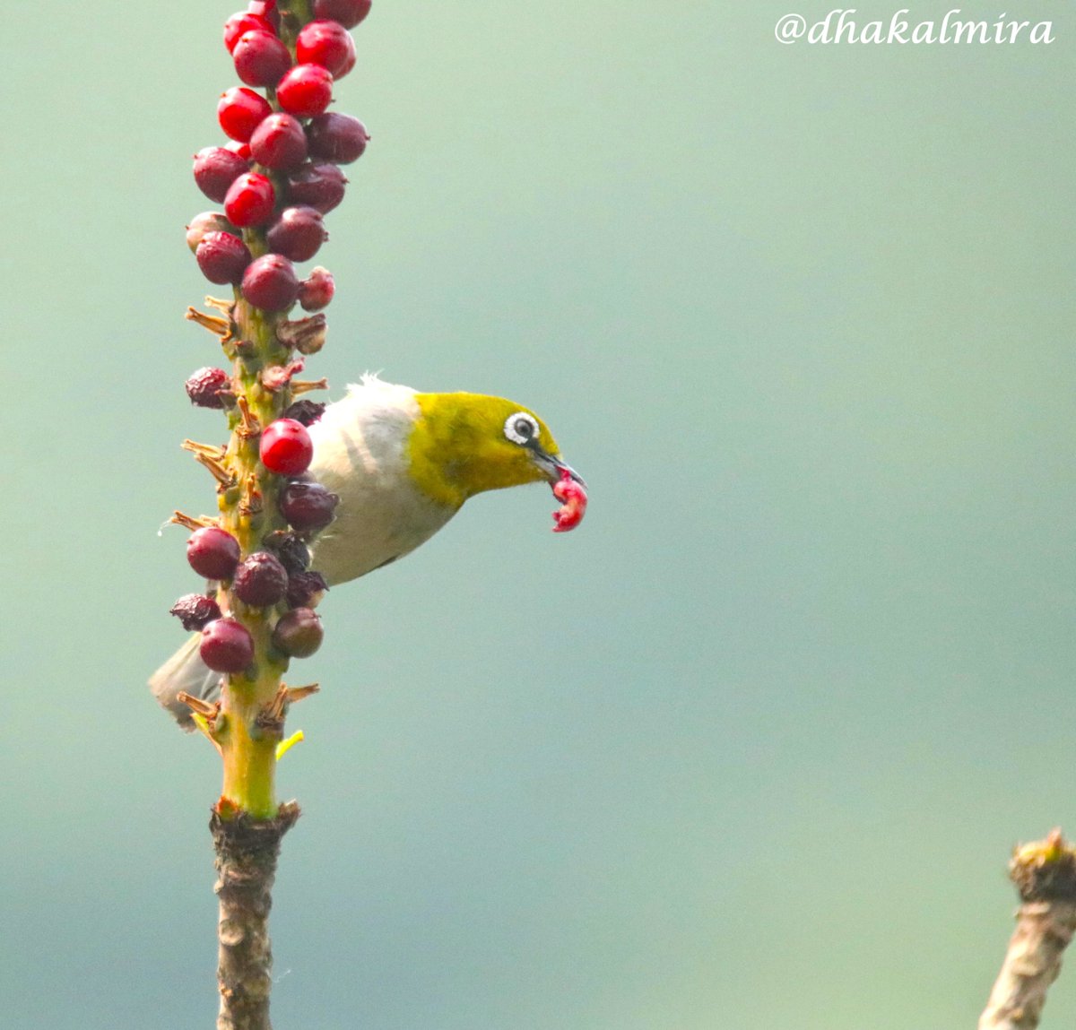 dhakalmira's tweet photo. #OrientalWhiteEye #thejoyofsmallthings #ChroniclesOfNatureLover #BirdsOfPokhara #BirdsOfNepal #Birdwatching #Birding https://t.co/o6IPSEspvw