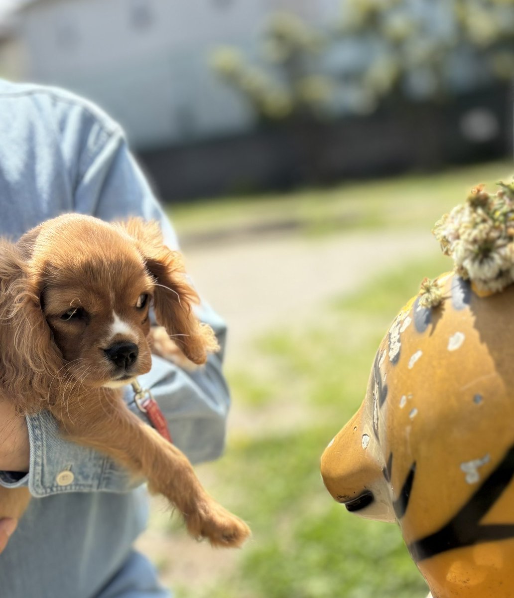 お友達になれるか…🐯

 #キャバリア   #パピー