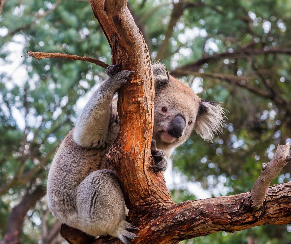 🃏 Silly joke Sunday 🃏

Did you hear about the Koala in the choir?

He sings BEARitone! 😝