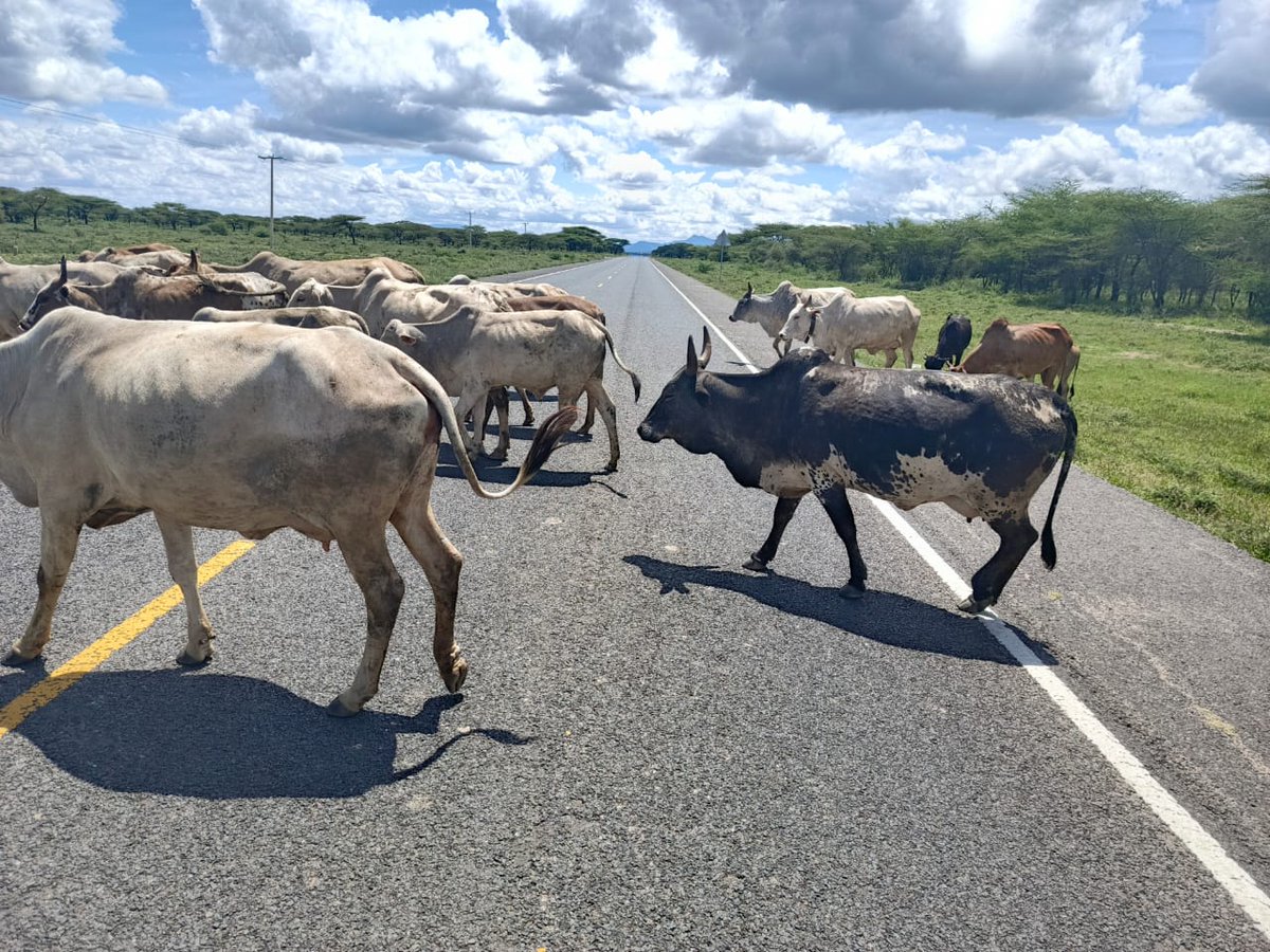 LAPSSET (@lapsset) on Twitter photo From Savannah Majesty to Pastoral Heritage: #LAPSSET Corridor unlocks a unique blend of wildlife wonders and vibrant domestic animal economies, fostering unparalleled tourism and trade opportunities. A tapestry of Trade and Tourism awaits. Explore the Possibilities.
#LabourDay From Savannah Majesty to Pastoral Heritage: #LAPSSET Corridor unlocks a unique blend of wildlife wonders and vibrant domestic animal economies, fostering unparalleled tourism and trade opportunities. A tapestry of Trade and Tourism awaits. Explore the Possibilities.
#LabourDay