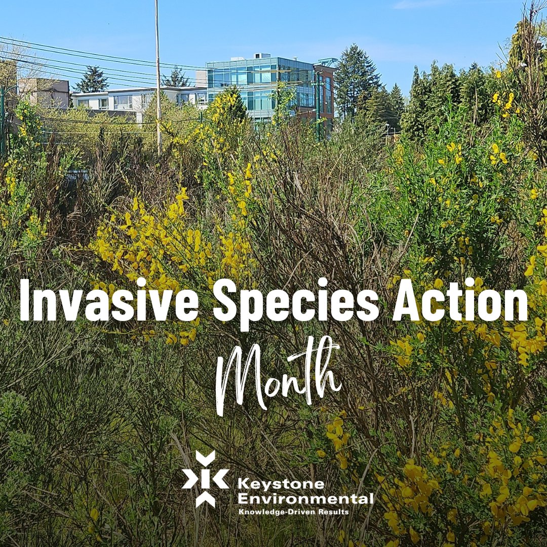 It's #InvasiveSpeciesActionMonth in BC. #InvasiveSpecies are difficult to eliminate, so before they establish, prevention and early action are key.  Learn more: bcinvasives.ca
#InvasiveSpeciesBC #TechnicalLeaders #KeystoneEnvironmental #EnvironmentalConsulting