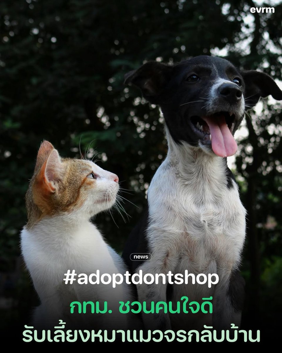 environmanth's tweet image. กทม. ชวนคนที่มีใจเมตตา และมีความพร้อม ร่วมเป็นส่วนหนึ่งในการมอบโอกาสครั้งใหม่ให้กับน้องหมาแมว ผ่านการรับเลี้ยงหมาแมวจากศูนย์ควบคุมสุนัข กรุงเทพมหานคร เขตประเวศ ใหน้อง ๆ มีบ้านที่อบอุ่นและเต็มไปด้วยความรัก #adoptdontshop

ที่นี่มีน้อง ๆ หมาแมวจรจำนวนมาก รอคนใจดีไปรับกลับบ้าน…