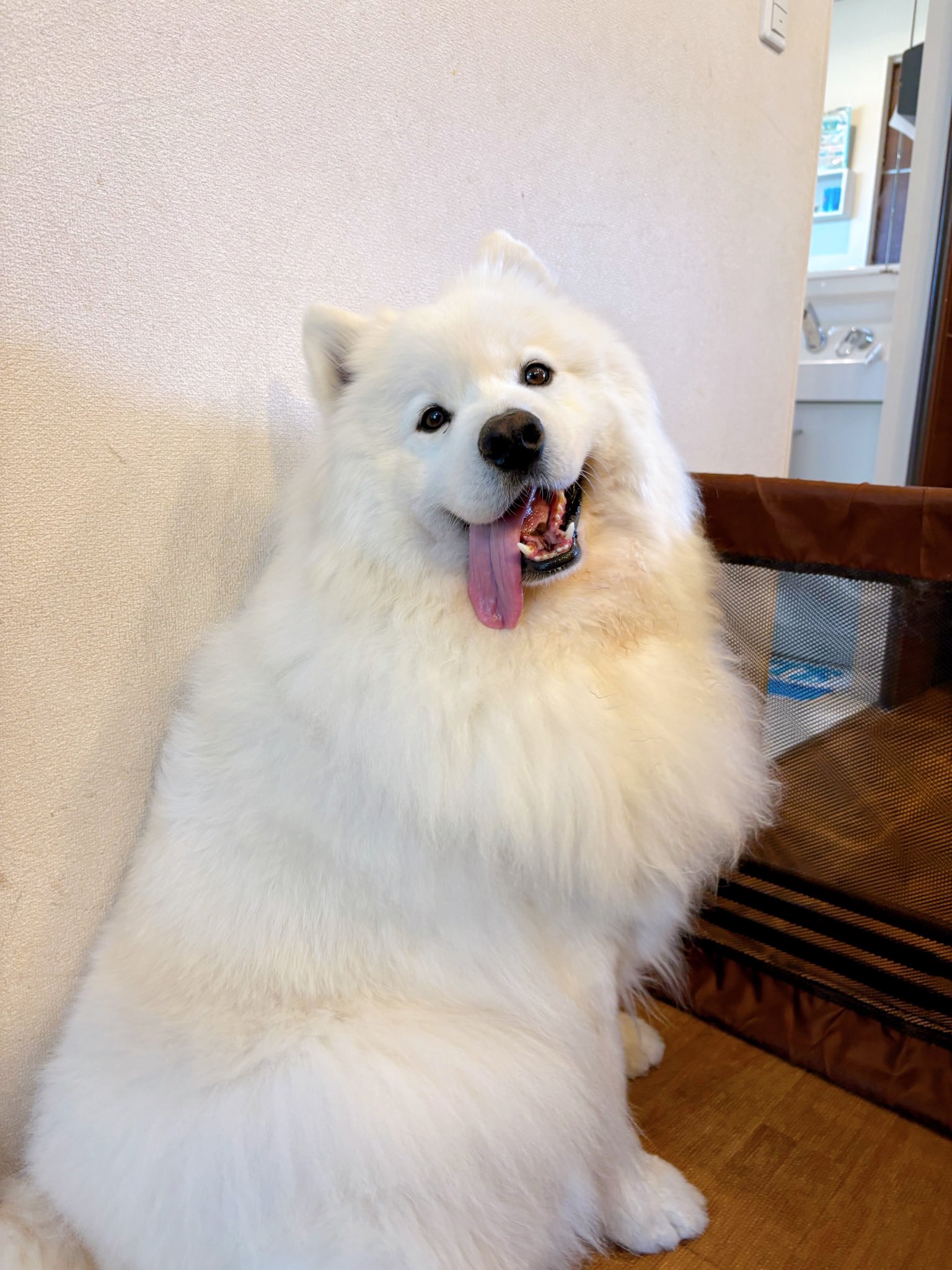 サモエドのサニー (@samoyedsunny) / X サモエドのサニー (@samoyedsunny) / X