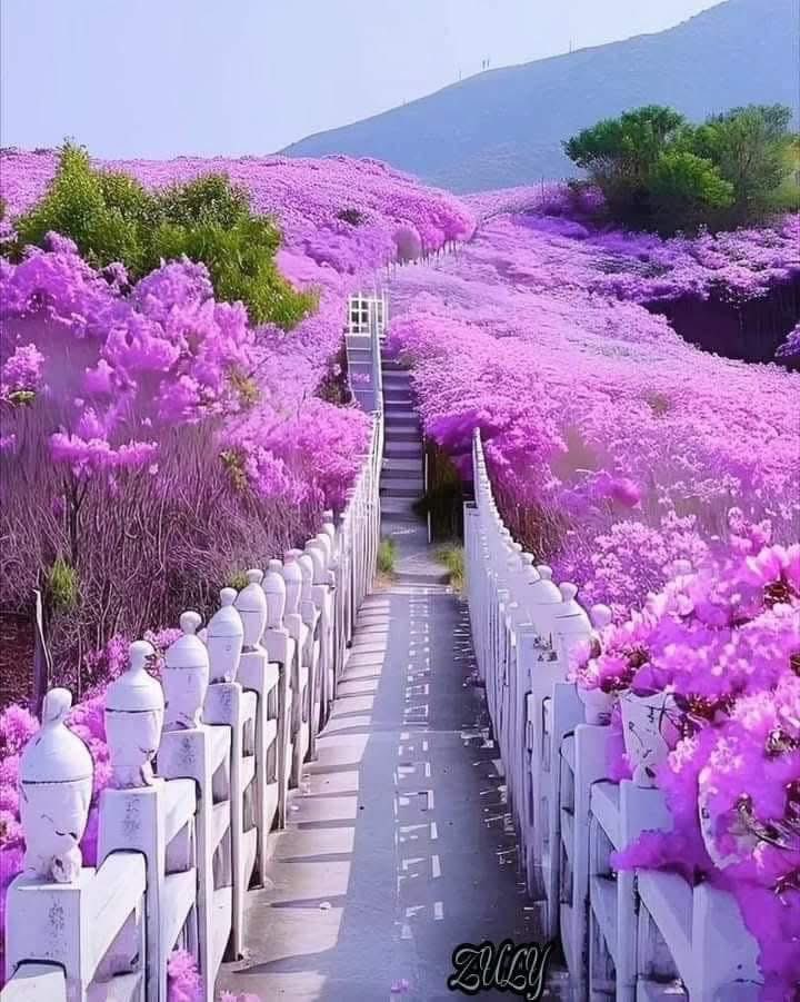 IndiaTales7's tweet image. Some streets on Earth that don&apos;t look real.

Open the thread and be amazed 🧵