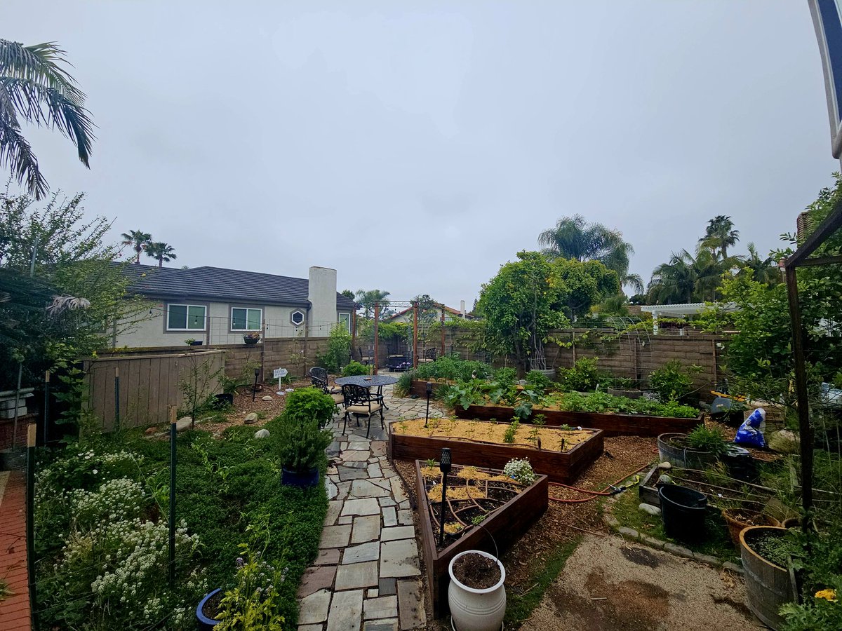 The suburban Homestead is planted for spring. 

My first year topping off with pure compost.  I can't believe how well everything is growing.