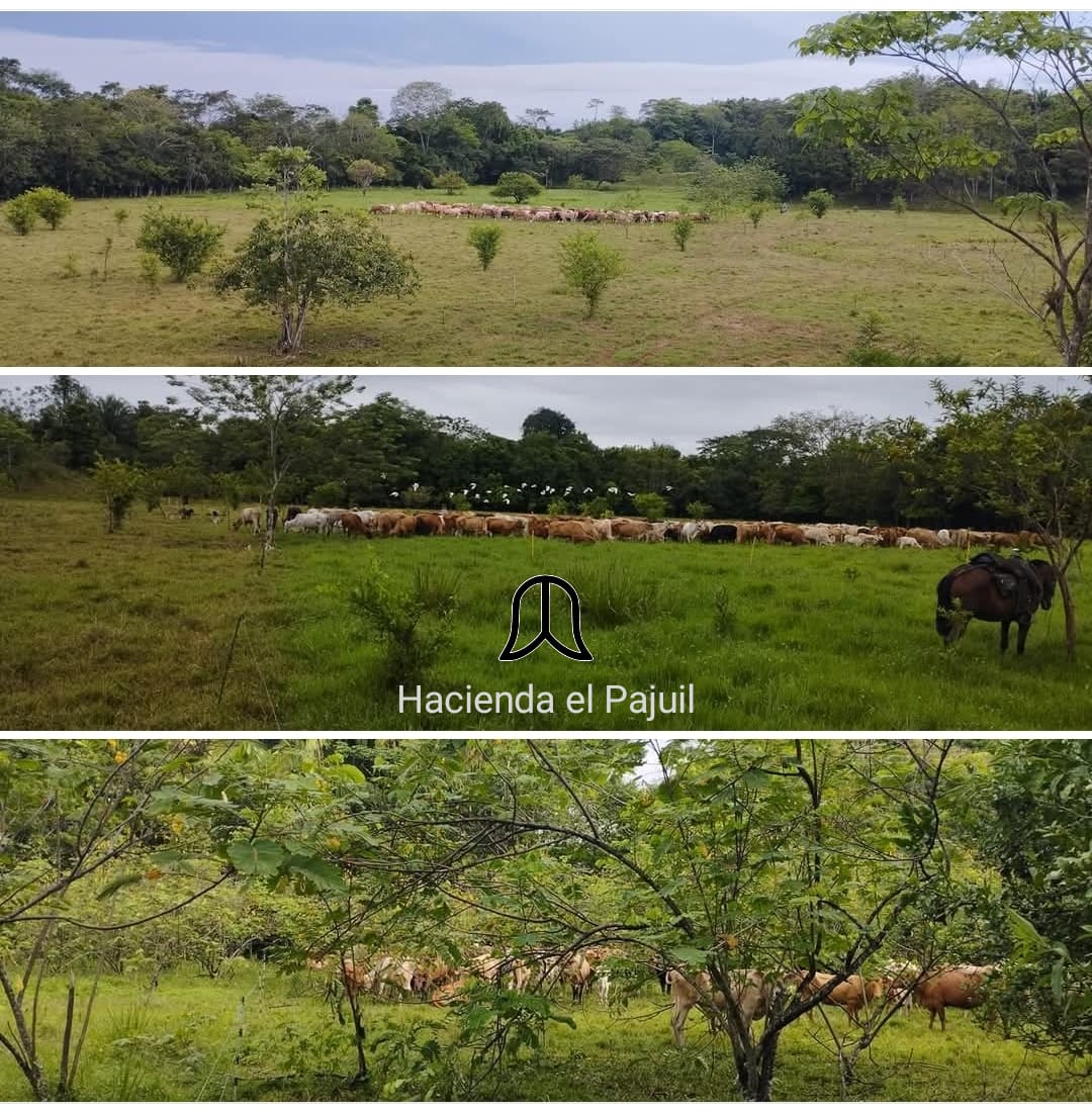 Hacienda El Pajuil - Ganadería Regenerativa tweet media