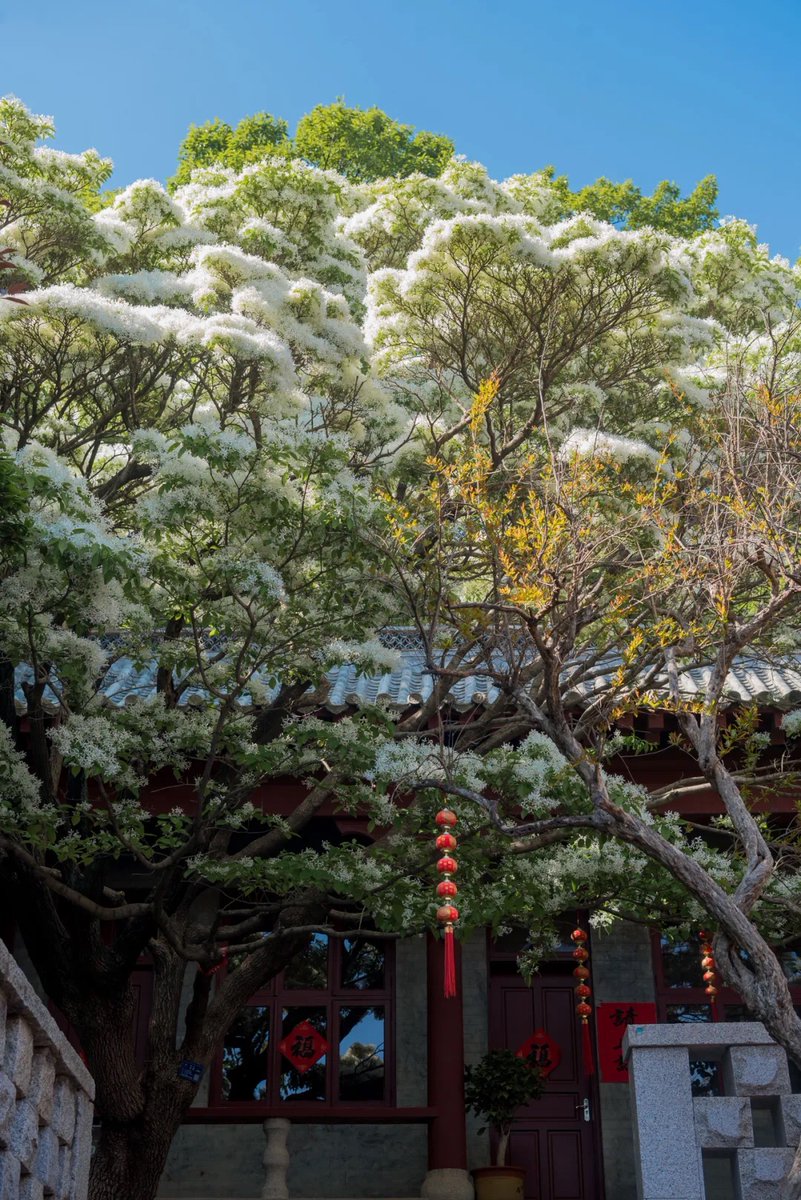 dingstong122161's tweet photo. This May Day holiday, explore #Laoshan Scenic Area in Qingdao—where mountains meet the sea and culture comes alive! From Hanfu parades and folk shows to tea ceremonies, flower wreaths, and interactive games, 20+ fun-packed activities await across five scenic zones.  #ChinaTravel https://t.co/GQ1r4POHjQ