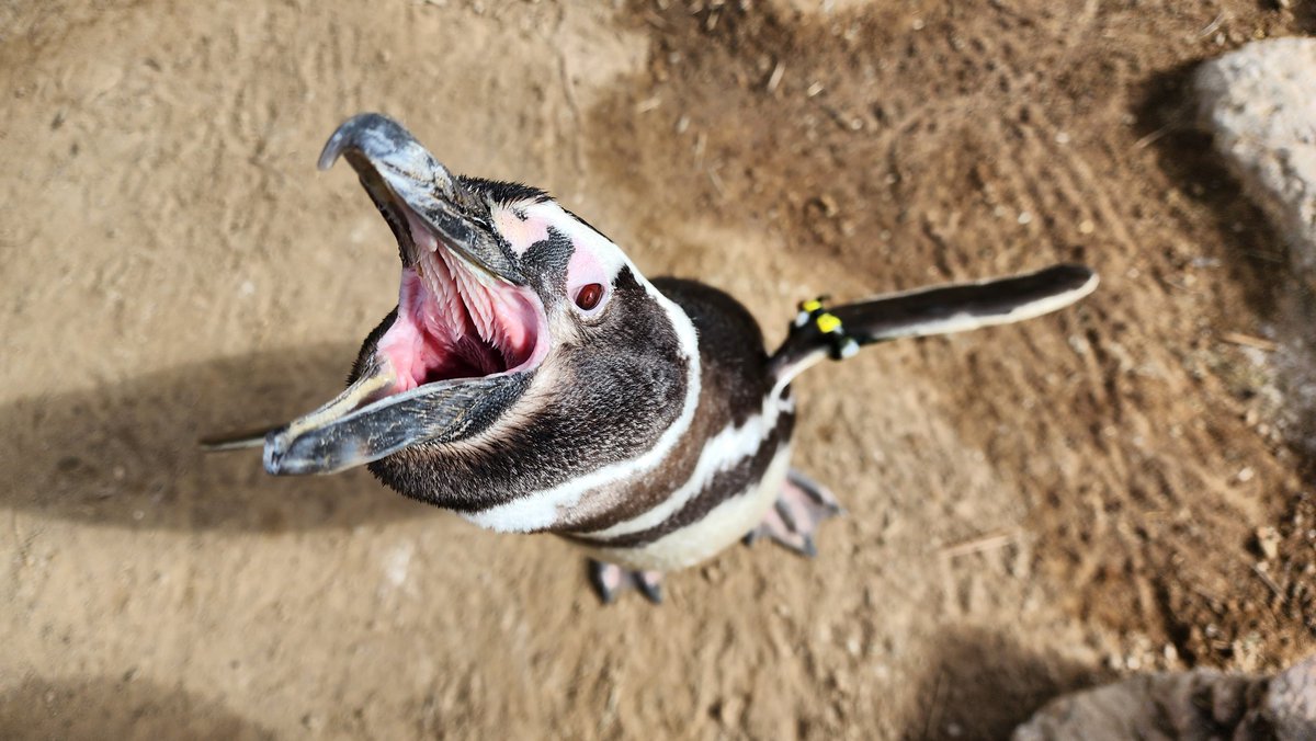 Happy honks from the bestest boy ❤️
Work is kicking my butt (what else is new 😂) so content continues to be slow.. but just assuring everyone I'm still here, still creating, and doing my best to maintain a healthy work &amp; life balance! ❤️