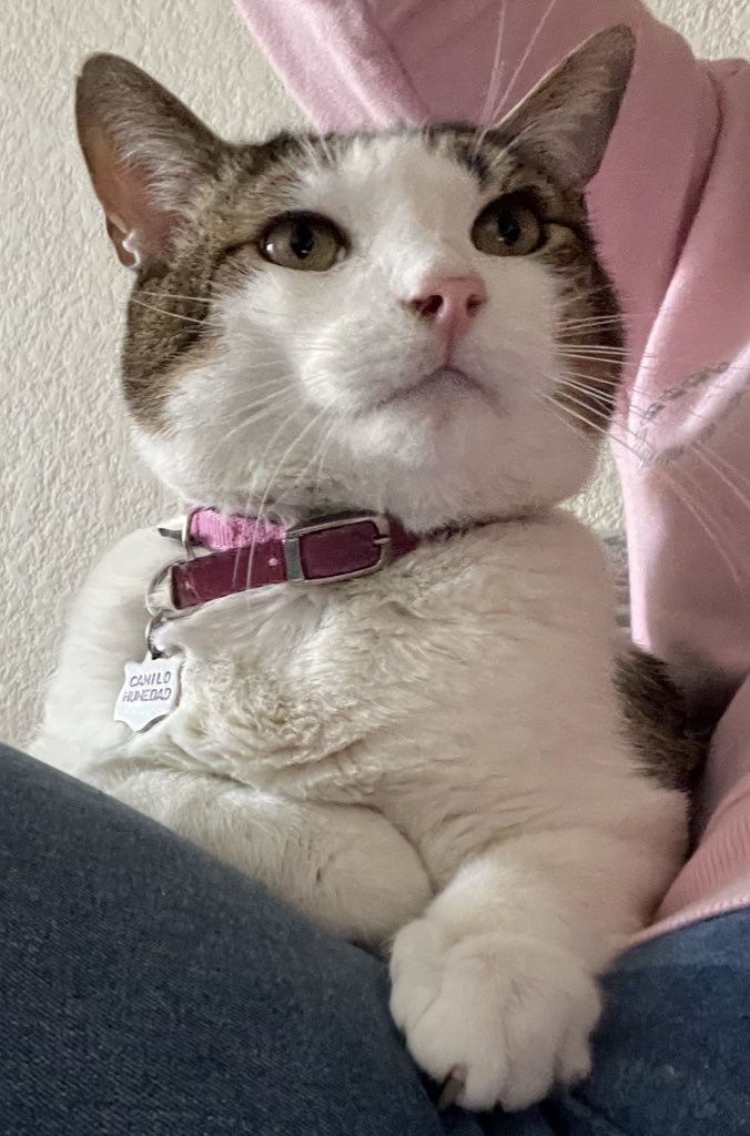 Miss Atomic Bomb tweet media