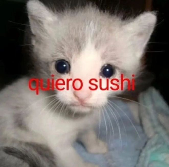 perfil dedicado a gatinhos e peitos (@odeiootaco) on Twitter photo 