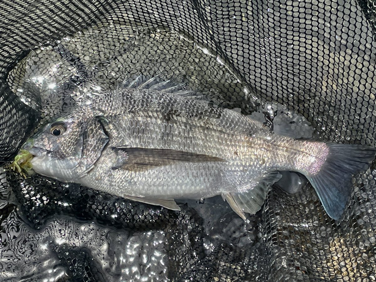 CrossOver12_Abu's tweet image. 壁使わずにサイトで釣れた最高の1枚

#チニング
#NTシンカー 3/8oz
#KEITECH
#リトルスパイダー