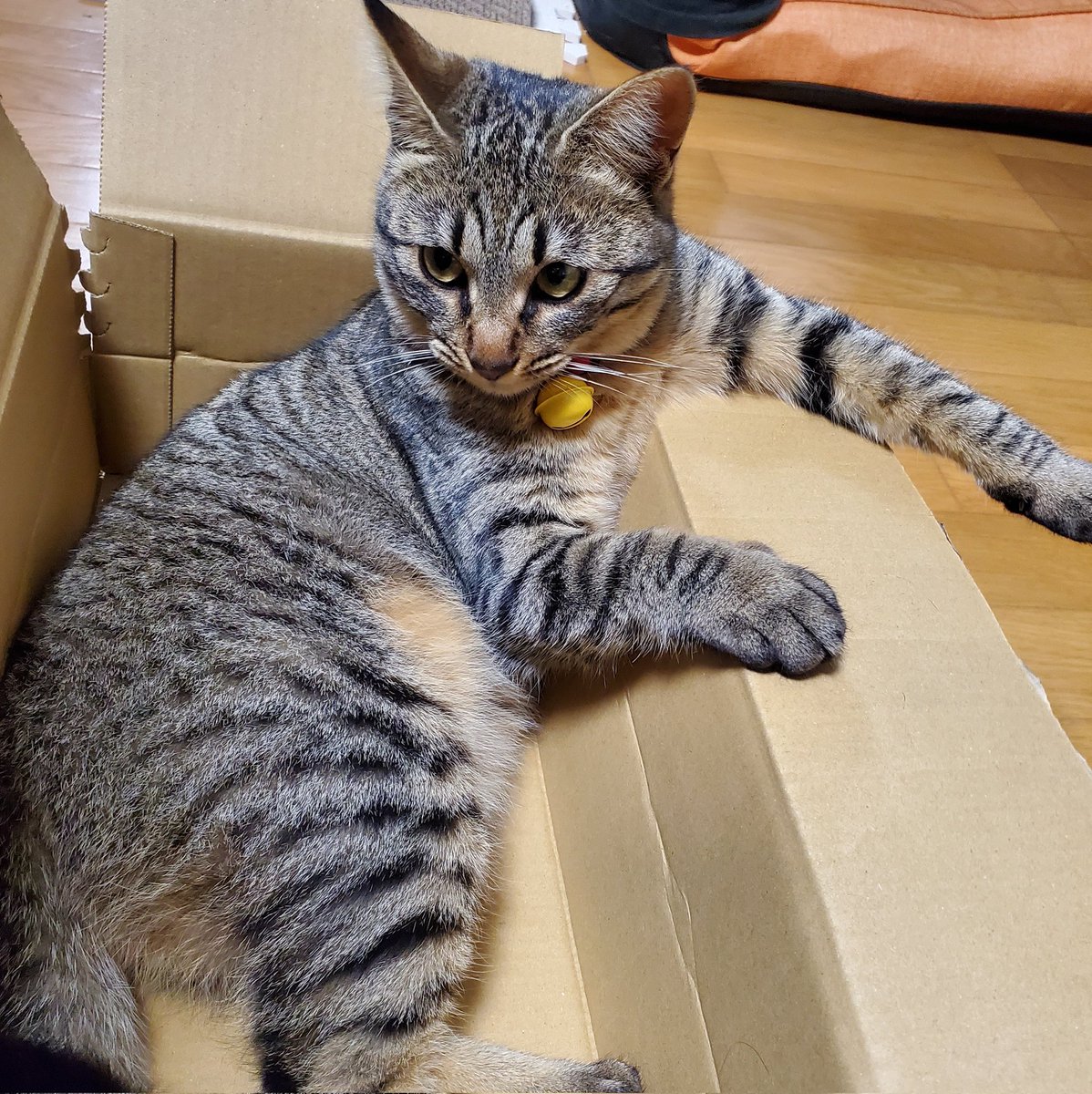 3mori101's tweet photo. ９ヶ月でこれって
成長早いな https://t.co/dAXmVIWc7m
