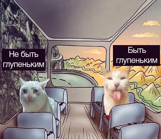 cats, i love cats (@catsilcats) on Twitter photo 