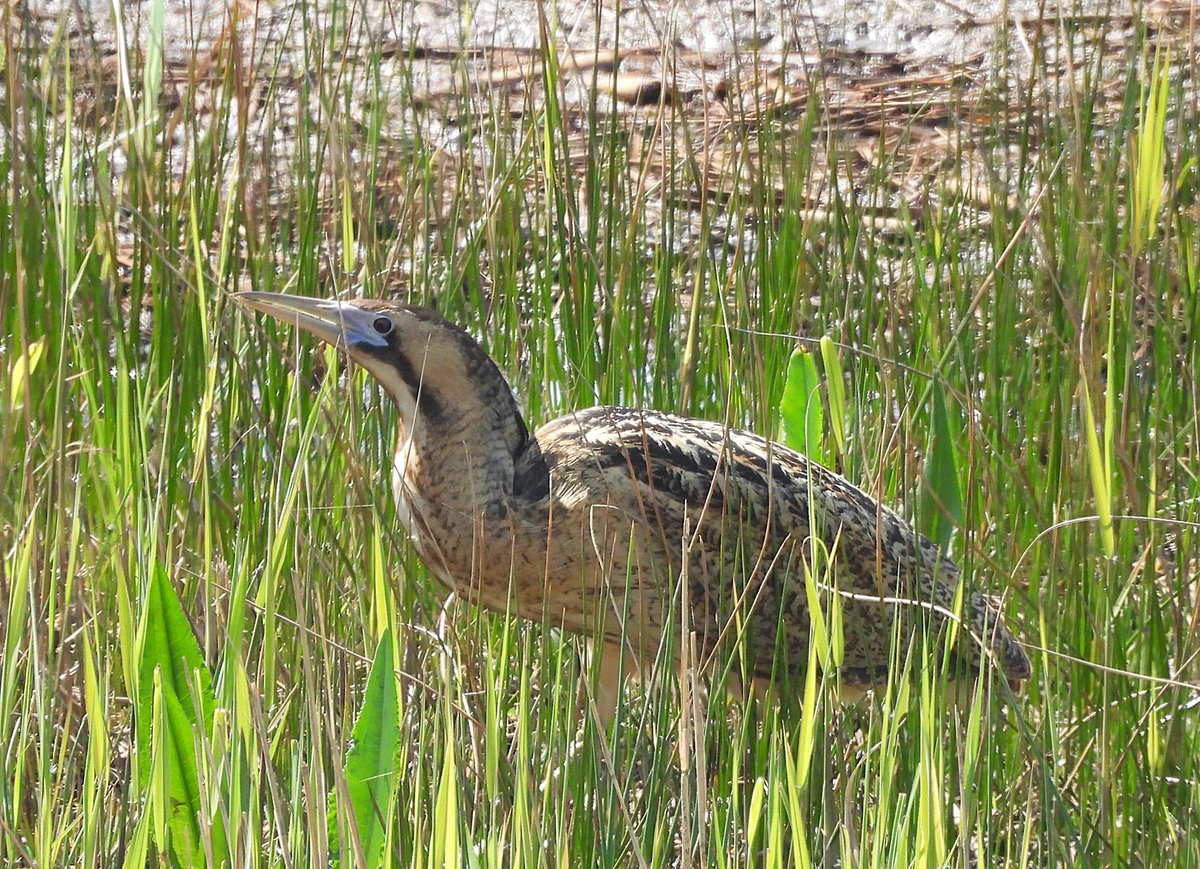 Norfolk Bittern 29/4/25