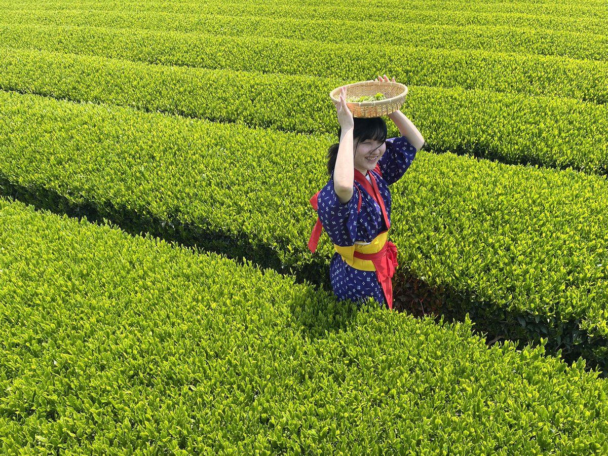 今日は狭山の宮野園さんへお茶摘みに！
念願の茶娘衣装も着れて、ニッコニコで幸せそう、自分笑

お久しぶりの方にも偶然会えて、お茶作りをして、お茶の天ぷらをいただいて最高だった…