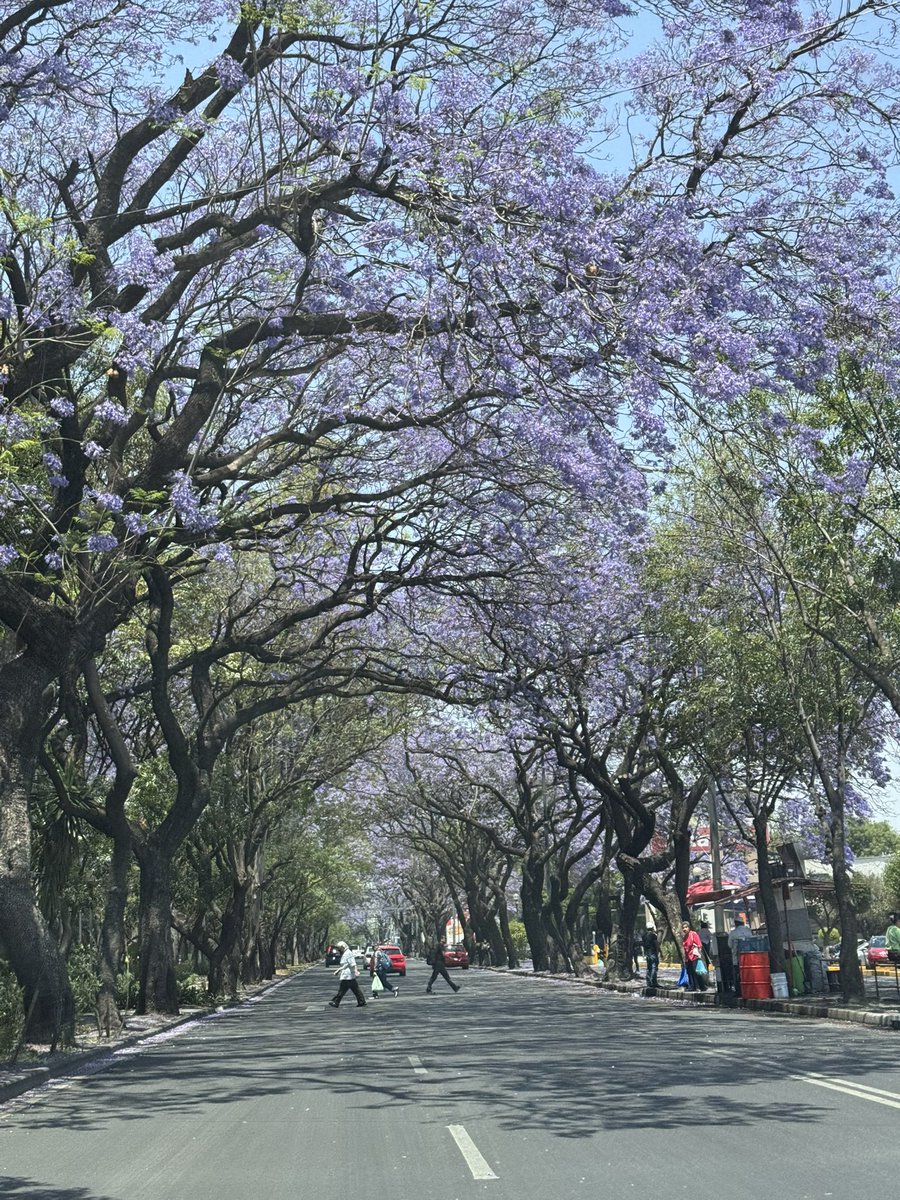 StrrawberryGirl's tweet photo. Uno de mis reales me dijo que publicara esta fotografía para el concurso de #JacarandaAzteca 💜…  @RicardoBSalinas @JorgeNikaidoB y @MLMSalinas.

📍 19.32137° N, 99.13298° O https://t.co/g3ahhobAZH