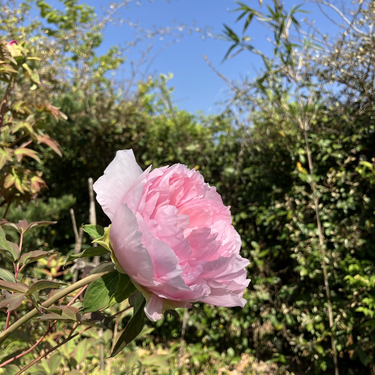 RT @morikazu_art: 牡丹は守一さんが何度も油彩画に描いた大好きな花