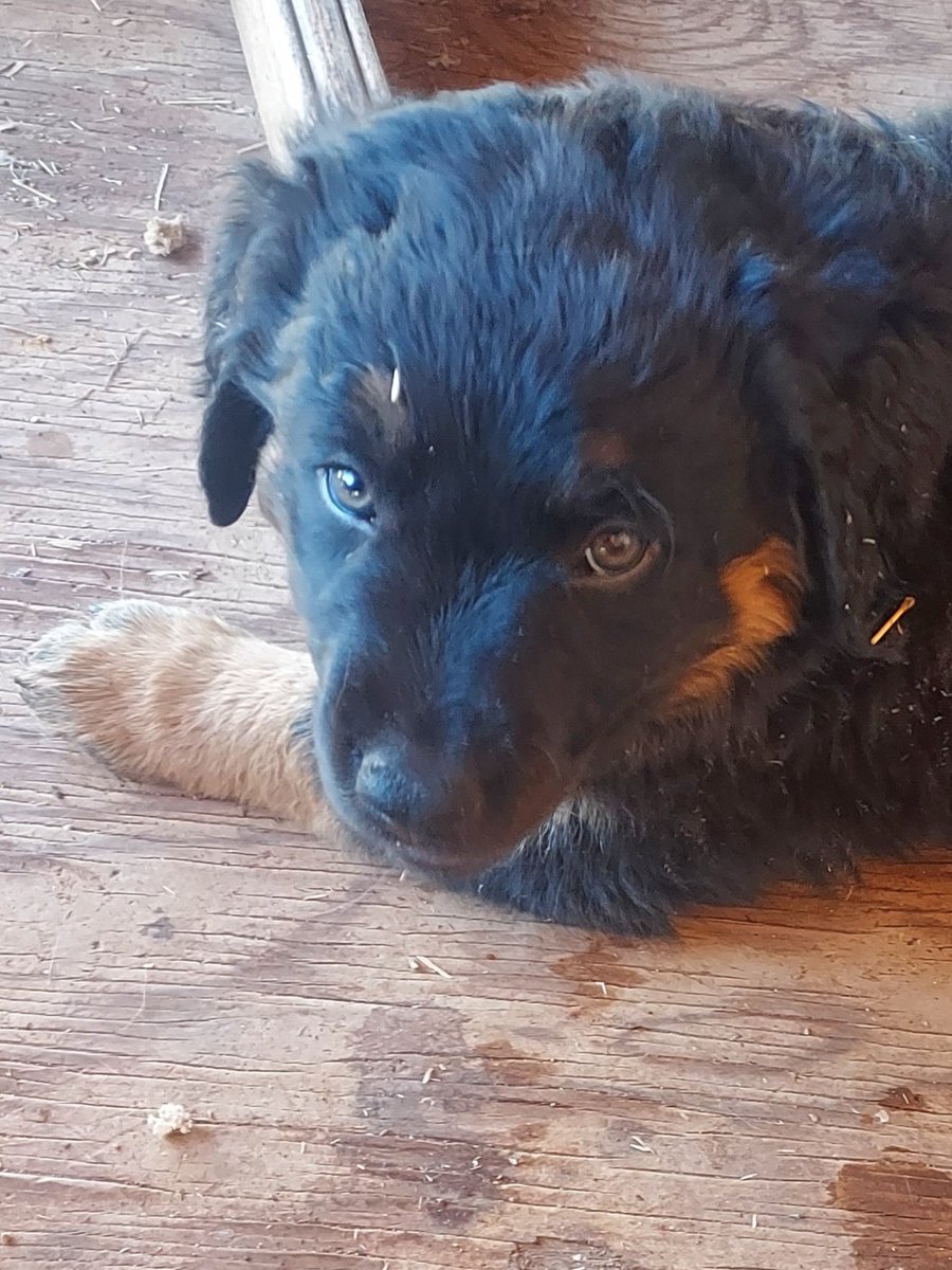 AMVS2017's tweet image. Mi amoure