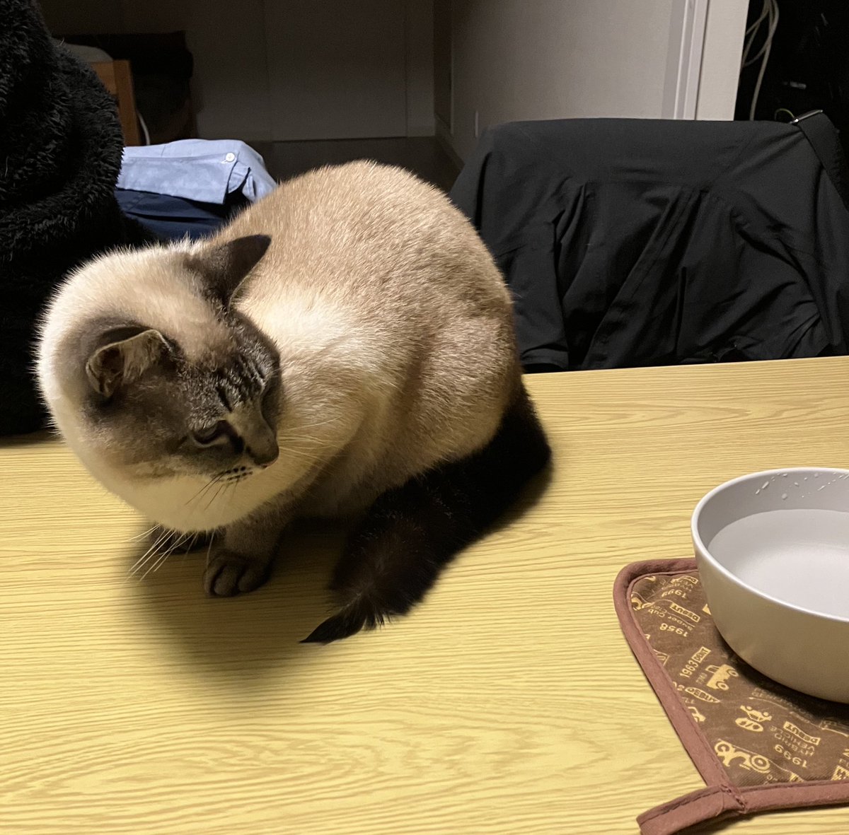 お水にしっぽが入ってびっくりするねこ