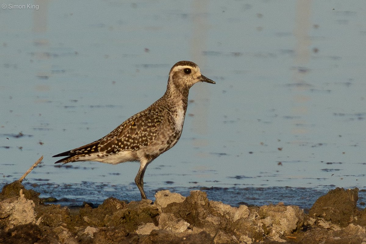 Simon King (@uktwitcher) on Twitter photo Nice to catch-up with this American Golden Plover at Farlington Marshes, Hampshire Wednesday evening (30 April).
Showing well near the stream mid evening.
Also 3 Wood Sandpipers seen at the back of the Deeps and a Curlew Sandpiper at the lake.
<a href="/HOSbirding/">Hampshire Ornithological Society</a> <a href="/HantsIWWildlife/">Hampshire & Isle of Wight Wildlife Trust</a> Nice to catch-up with this American Golden Plover at Farlington Marshes, Hampshire Wednesday evening (30 April).
Showing well near the stream mid evening.
Also 3 Wood Sandpipers seen at the back of the Deeps and a Curlew Sandpiper at the lake.
<a href="/HOSbirding/">Hampshire Ornithological Society</a> <a href="/HantsIWWildlife/">Hampshire & Isle of Wight Wildlife Trust</a>