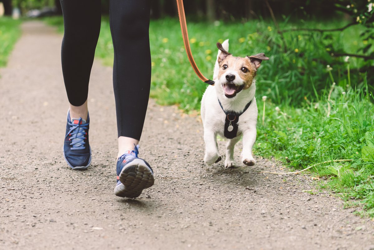 Recommendations to promote responsible dog ownership across the borough were approved at a Cabinet meeting last night, seeking to "strike a fair balance" to ensure that everyone can enjoy the borough’s outdoor spaces safely and comfortably.  

Read more ➡️ orlo.uk/RkLXo