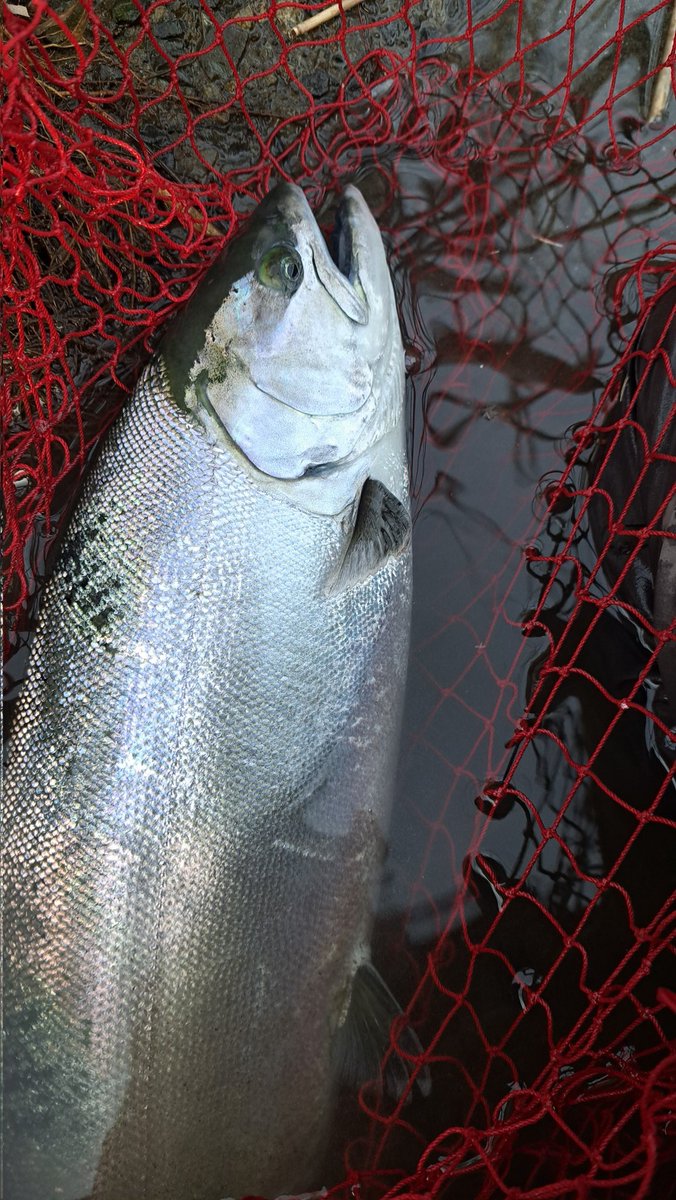 PJimny1110's tweet photo. 2025.5.1 閉伊川本流
サクラマス 51cm 1.9kg
今シーズンもなんとか閉伊桜🐟🌸を咲かせることができました～😆
#閉伊川 #サクラマス #鬼鱒神楽 #閉伊川アングラーズクラブ #閉伊川漁協 https://t.co/5kuqeEnZUX