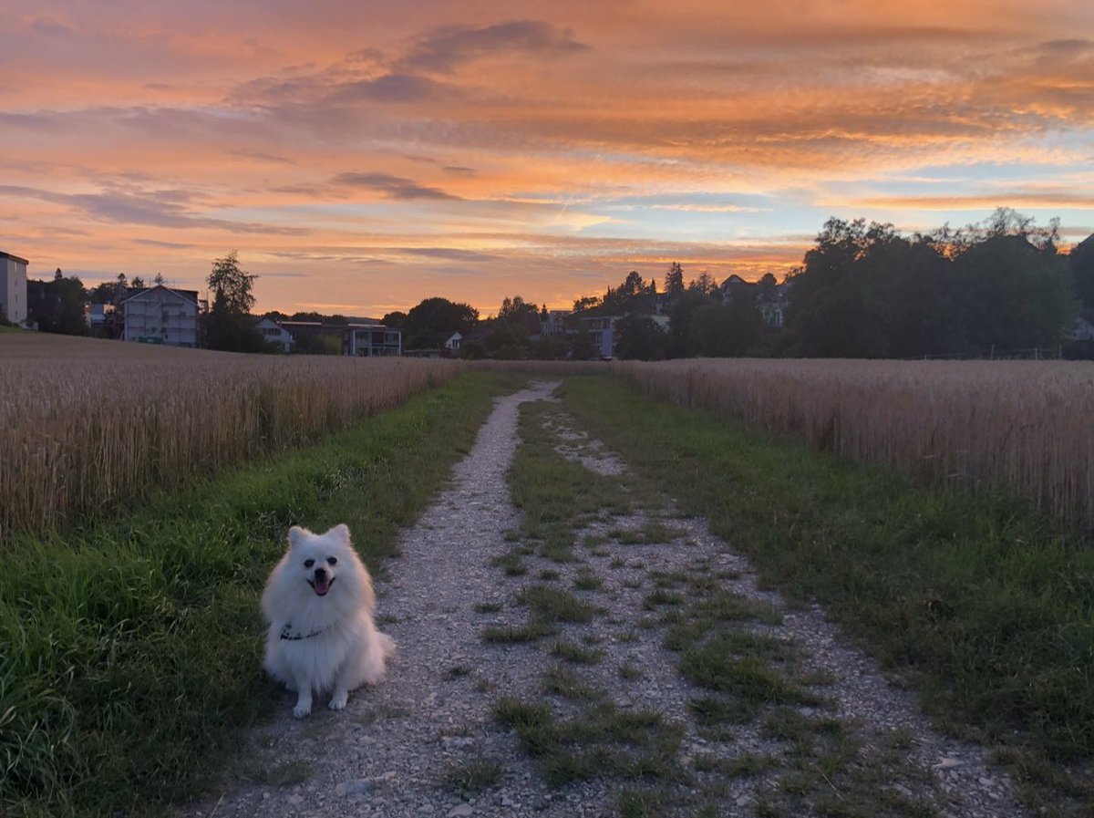 CryptoRizard tweet media