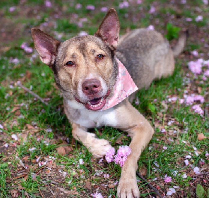 Dubs4Mutts's tweet photo. #AdoptDontShop
✨🐶 HENNESSY 💞✨
#AdoptMe #Manhattan #NYC
Wow! What a beaut… 🥰 Please share Hennessy to help her find a forever home 🙏🏽🏡♥️ Bio https://t.co/pRWDsNb1qr DM @CathyPolicky for ℹ️/#FosterMe https://t.co/oKSeBmNqrb