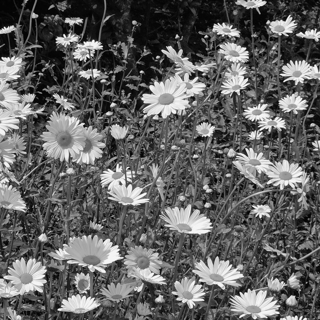 4Wing_fortod's tweet photo. Würde eine diese Blume besser zu ihr passen? https://t.co/s7IQwcH80D