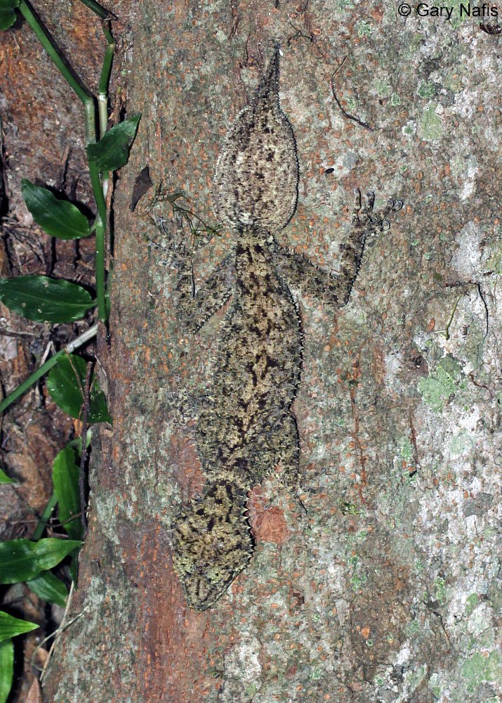 Nature doesn’t paint—it vanishes.
This is a leaf-tailed gecko blending perfectly into tree bark, a masterclass in evolution and adaptation.
Every inch of the wild has a story. You just have to look closer.  #NatureLover
#LabourDay
#ThankYouRahulGandhi
#WinZOatWAVES
#Retro