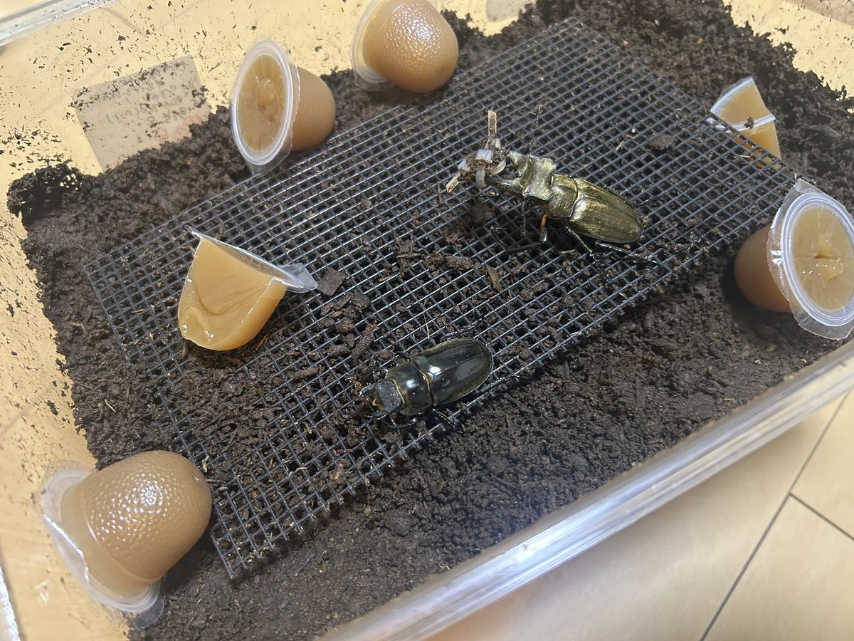 maruru_ny's tweet photo. 久々の増種でハンセンさんから
WDズベールホソアカ買ったので早速追いがけしてセット👾

起きてきたアクベシアヌス、セリケウスも一緒に組んだ🫥✌🏻 https://t.co/wviLE9rUEX