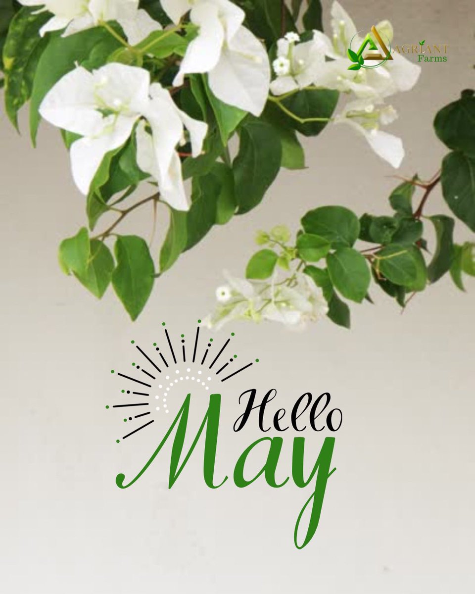 AgriantLimited's tweet photo. At Agriant Farms, we welcome this month of growth and abundance with open arms. Watch as our crops reach for the sun, nourished by spring rains and careful tending. From seedling to harvest, May marks a special time in our farming journey. https://t.co/y9IazcXYnr