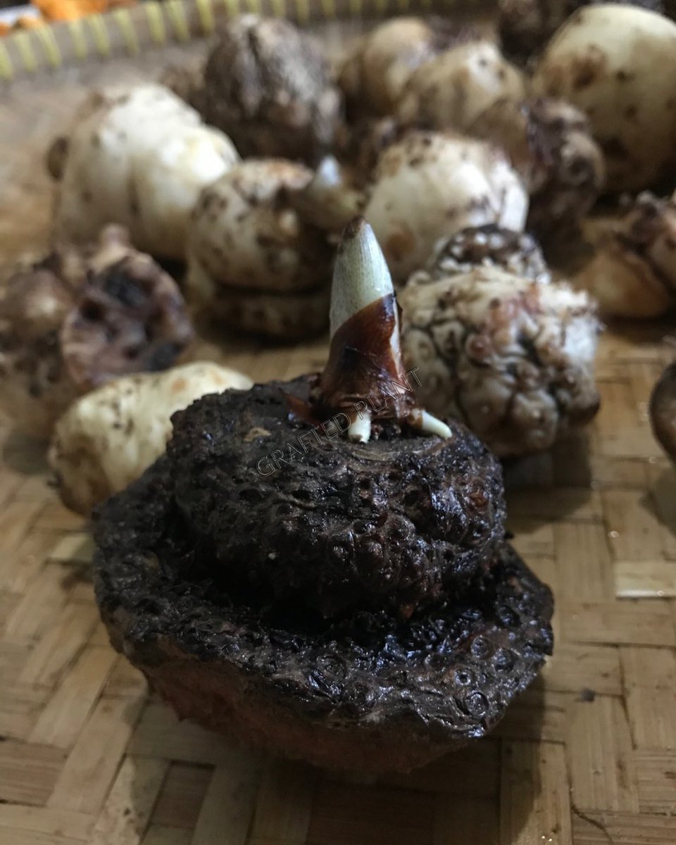 GraftedPlant's tweet image. a hopeful start ☺️

#amorphophallus #graftedplant #graftedfruit #graftedtree #graftedtreeplant #graftedfruitplant #graftingfruit #graftingtree #graftingplant #exportgraftedplant #exportgraftingplant #graftedplantseller #graftedplantreseller #graftedplantforsale