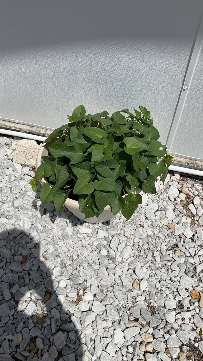 RRifflard's tweet photo. Had a craving for sweet potato leaves, something that we cannot find in supermarkets where I live. Haven’t had them since I visited Taiwan last, so I decided to grow them myself and had my first harvest. So good! https://t.co/x1ko3MD0JZ