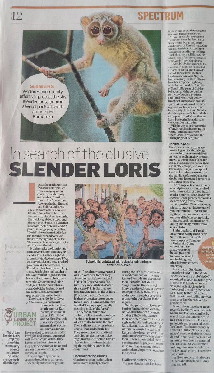 Sudhira's tweet image. In search of the elusive Slender Loris!
I write on the community efforts to protect the shy Slender Loris found in south interior Karnataka @DeccanHerald