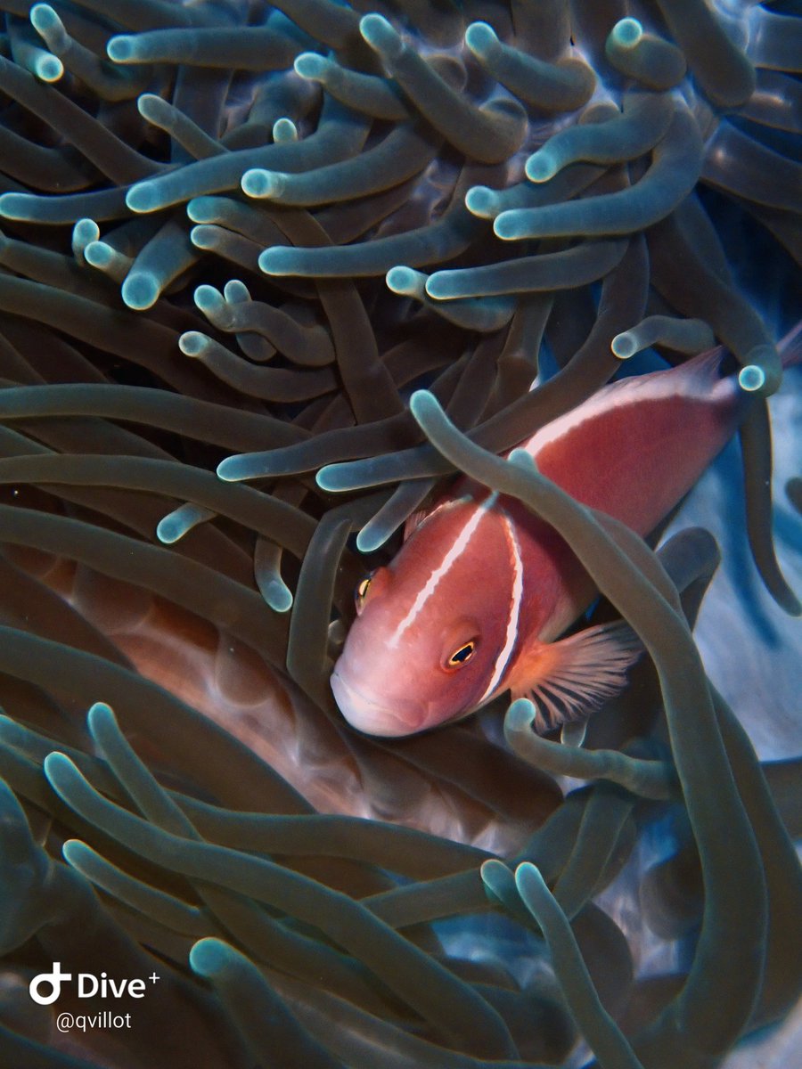 Clownfish day. 

Also please, <a href="/a1lon9/">alon</a> can you tweet something to save my fantasy tourney ?