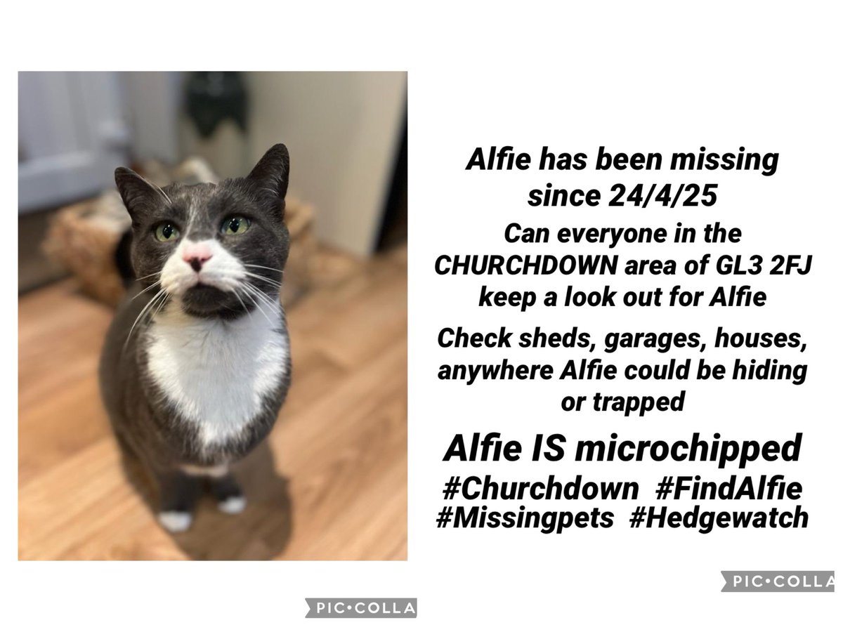 Another day without news of my dearest Alfie. If you have taken him, bring him home or take him to a vet. Alfie has a wonderful mum who is missing him and lots of friends who want to see them reunited. I will never stop trying to get him home.
##FindAlfie #Churchdown #Missingpets