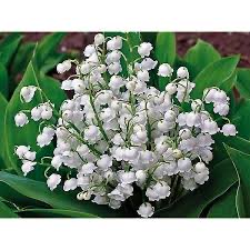 Lions club Douai Beffroi tweet media