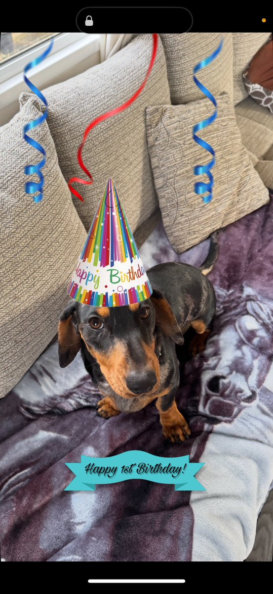 Happy 1st birthday Albi! 🎂🎉

What a joy it’s been watching him grow this past year. He’s brought so much love, energy, and happiness into our lives with his beautiful temperament and endless tail wags.

Here’s to many more walks, cuddles, and adventures ahead! ❤️🐾

#birthday