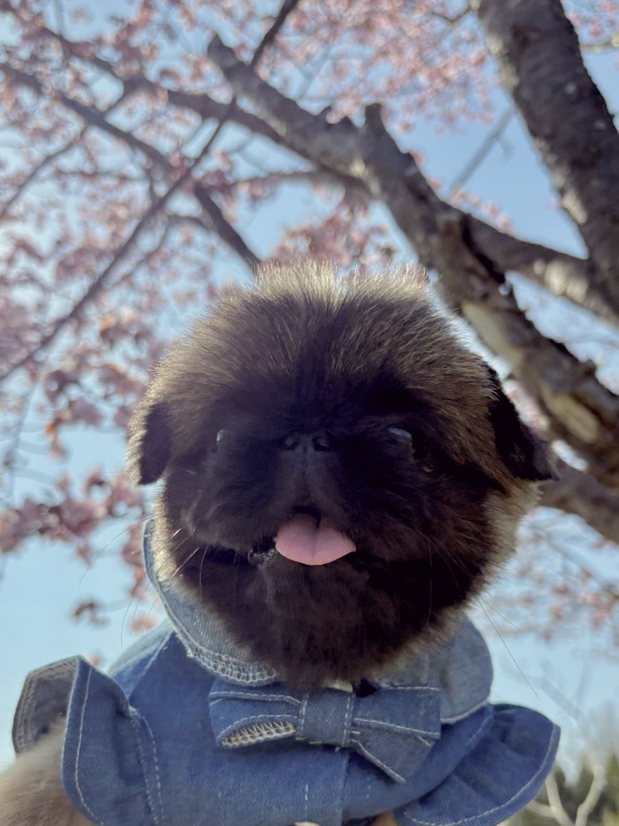 H29_Aro's tweet photo. 桜🌸
 #桜
 #エキゾチックショートヘア
 #ペキニーズ https://t.co/pqVWIjC8SH