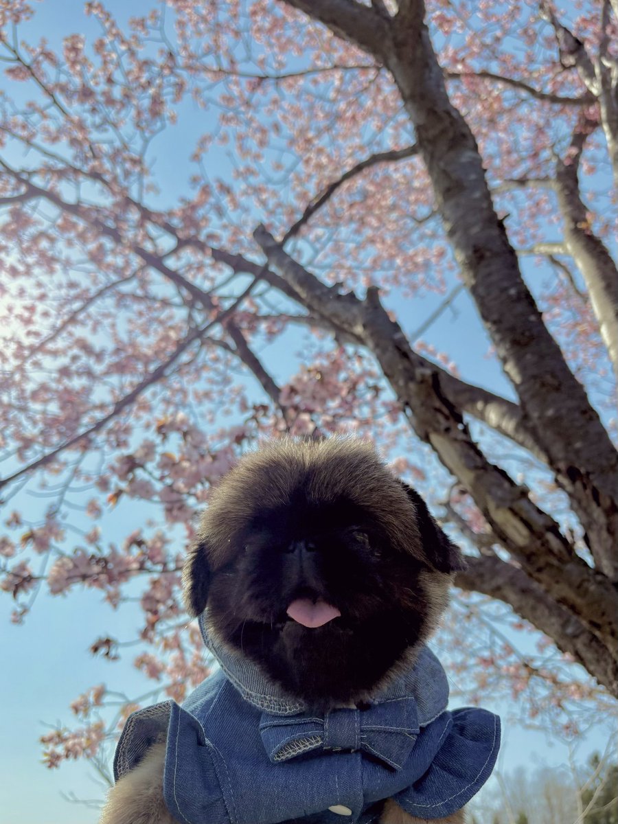 H29_Aro's tweet photo. 桜🌸
 #桜
 #エキゾチックショートヘア
 #ペキニーズ https://t.co/pqVWIjC8SH