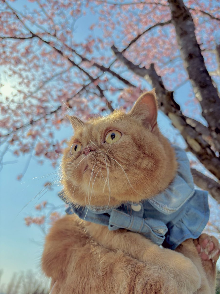 H29_Aro's tweet photo. 桜🌸
 #桜
 #エキゾチックショートヘア
 #ペキニーズ https://t.co/pqVWIjC8SH
