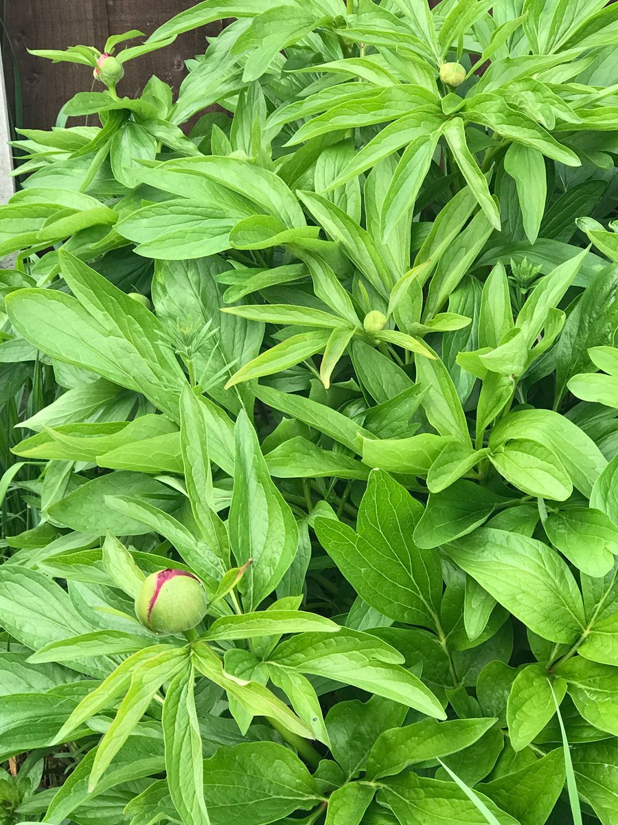 caron_allan's tweet photo. The biggest and best event in my gardening year is about to unfurl! (Second only to the first daffodils after a long winter.)
#paeonies #peonies #spring2025 #flowers #gardens https://t.co/FJsJfZiknt