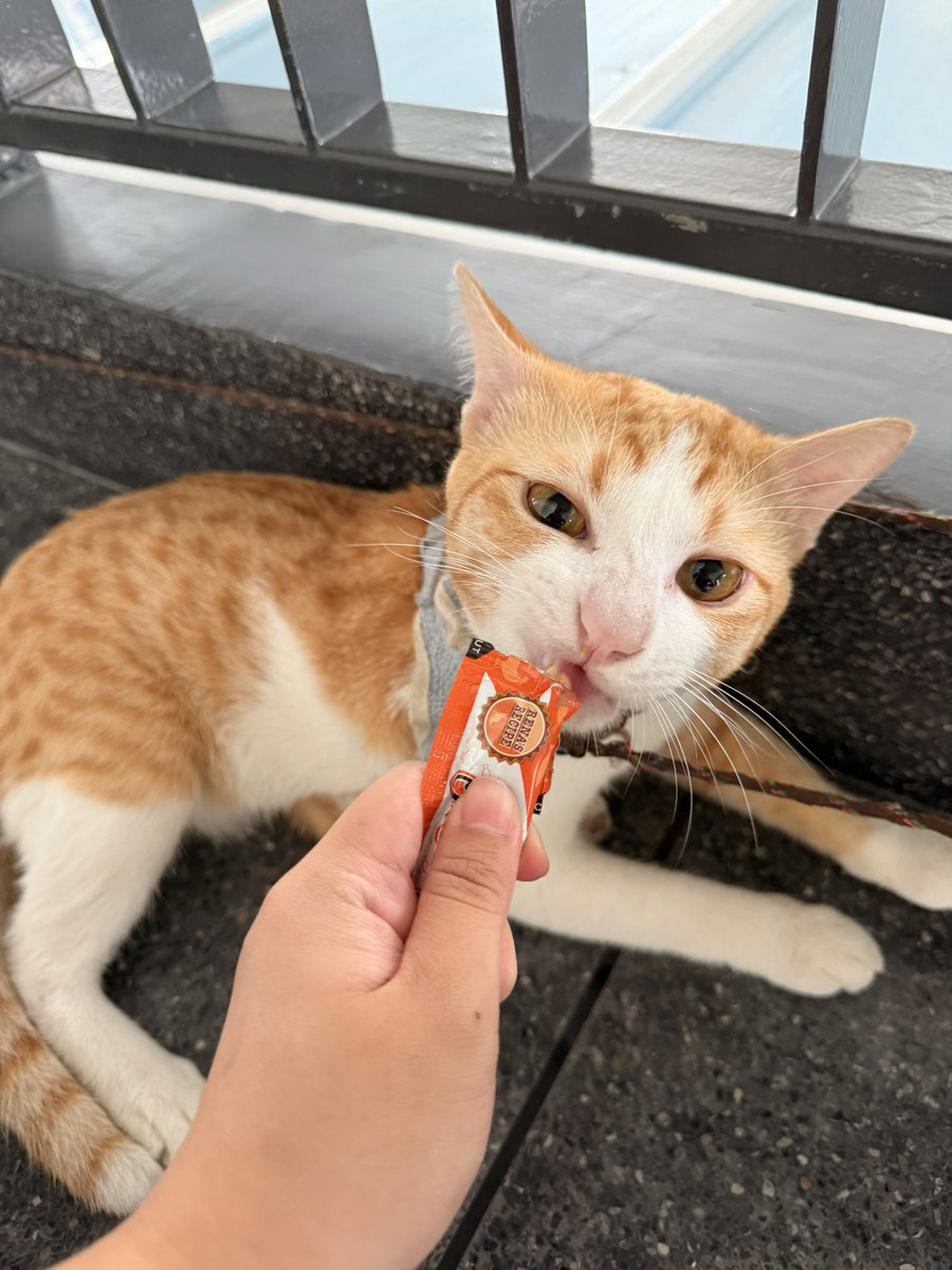 littleyinyinx's tweet photo. หาบ้านให้แมว 🏡🧡
ทอง อายุประมาณ 3 ปี(ตัวผู้ สีส้มขาว ) 
- ทำหมัน✅
- ฉีดวัคซีน✅
- หยดหลัง ถ่ายพยาธิ✅
- ไมโครชิพ✅

สามสี อายุประมาณ 3 ปี (ตัวเมีย)
- ทำหมัน✅
- ฉีดวัคซีน✅
- หยดหลัง ถ่ายพยาธิ✅

📌พิกัด สยาม/สามย่าน กทม
#หาบ้านให้แมว #แมวหาบ้าน https://t.co/d8aM5fBtuI