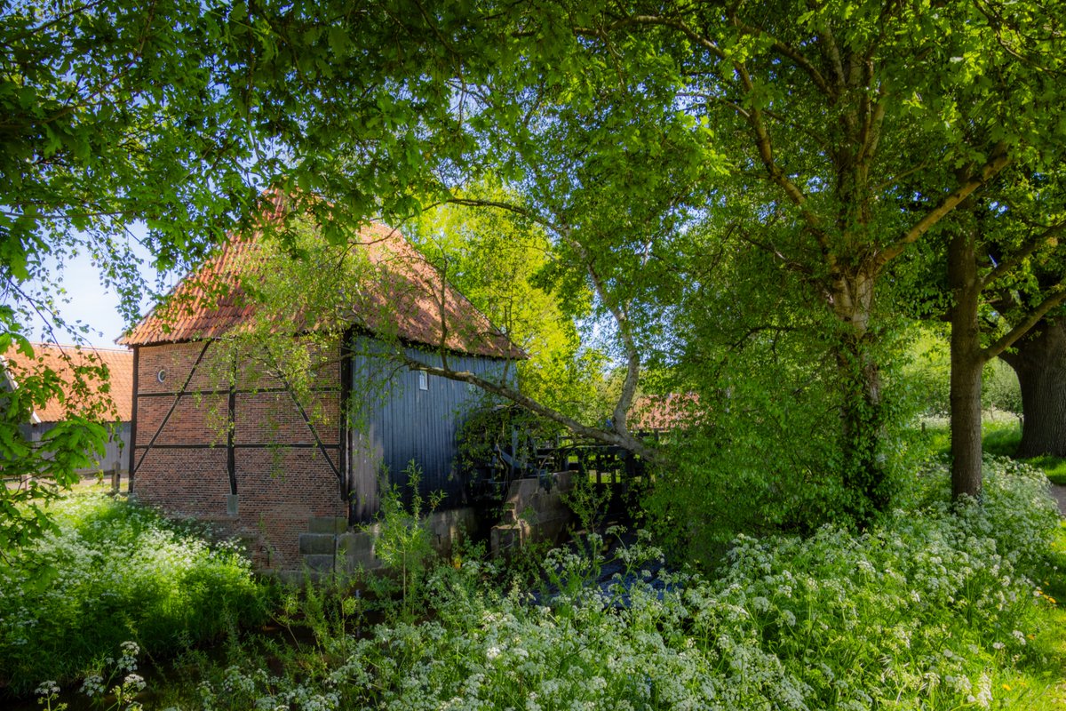AnnySpoolder's tweet image. Goedemorgen, de zon schijnt net als gisteren weer volop, fijne dag X-vrienden! ☀️⛱️🏝️
watermolen de “Olde  Meule“  in het  voorjaarsgroen. #Oele #Hengelo #mooitwente #overijssel
