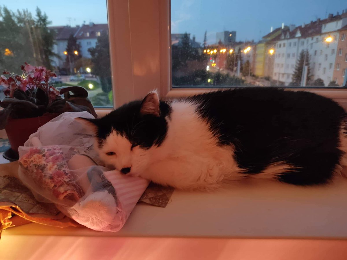 Today would be Kimchi's first twitter anniversary. When I started this profile I thought she would have only a few followers. Now this profile is followed by more than thousand people but the most important part is gone forever.
I miss my little girl so much.