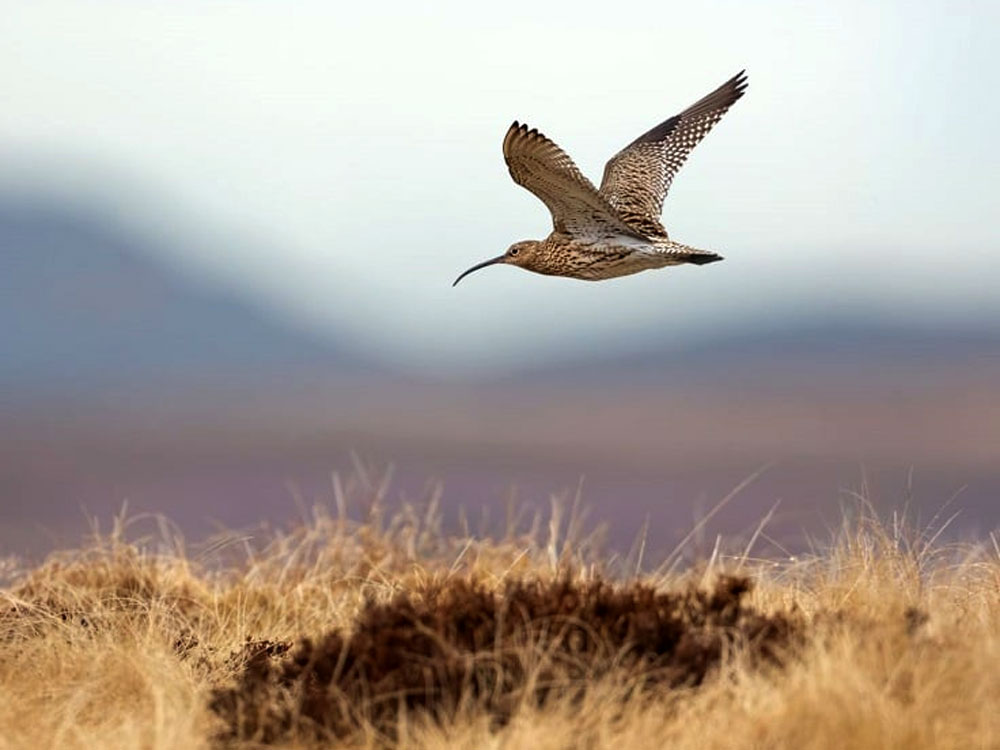 #RangerGuidedWalks

Enjoy the great outdoors this May with our experienced &amp; knowledgeable rangers who will help make the most of your visit! 💚

🥾 Featuring Kinder Scout, Derwent Edge, Minninglow &amp; many more!

#LetsWalkThisMay

Browse &amp; book online:
👉 bit.ly/pdnp_guidedwal…
