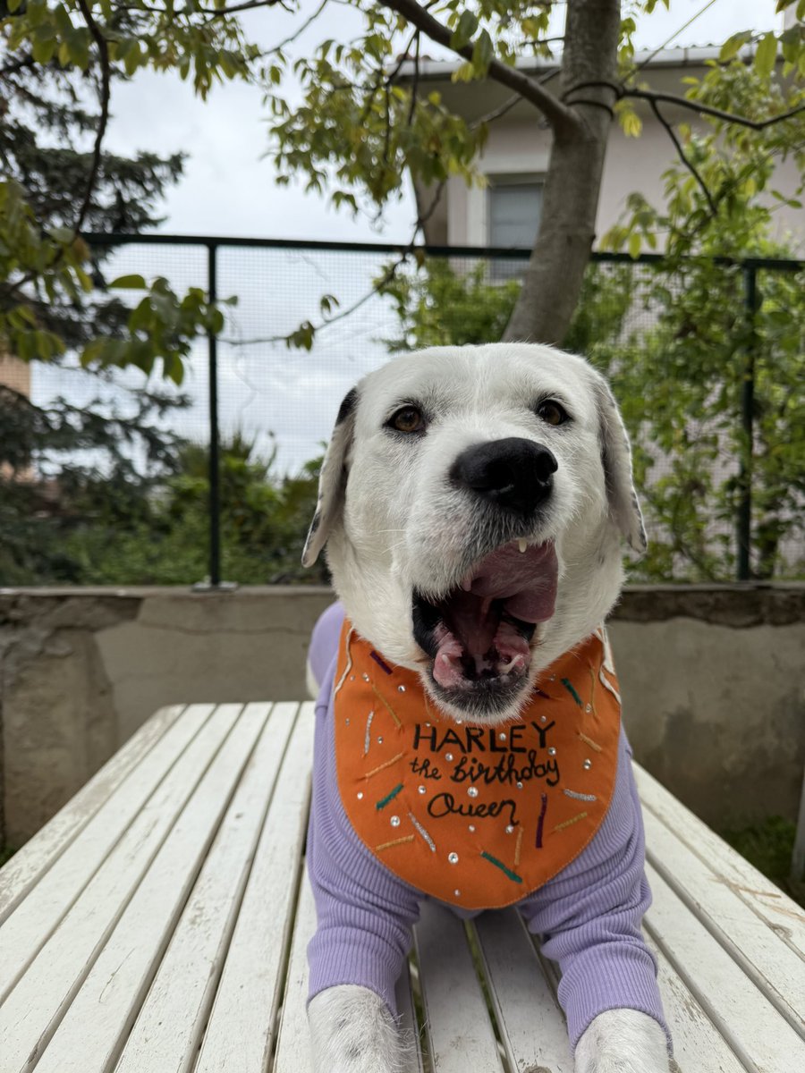 Bu düdüğün 4. yaşgünü bugün. 
Elbette atanmış bir yaşgünü bu, birkaç gün öncesi ya da sonrası olabileceği tahmin ediliyor.
Bu 4 kare ise onun karakterinin özeti adeta.
Alfalık peşinde, hep tetikte ve daima şapşal.
Hayatınızı güzelleştirecek bir karar alın ve bir köpek sahiplenin